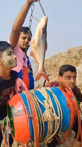 Big crocodiles are hunting with tasty and fragrant pangasius fish bait on the river bank# amazing fishing life# new fishing tricks | Fishing BD.R