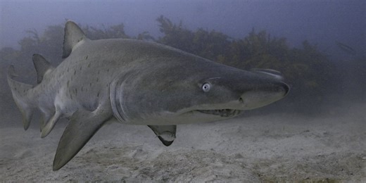 Shark that can live for 500 years found by fishermen leaving scientists baffled