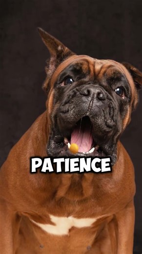 Before You Get a Boxer, Watch This!