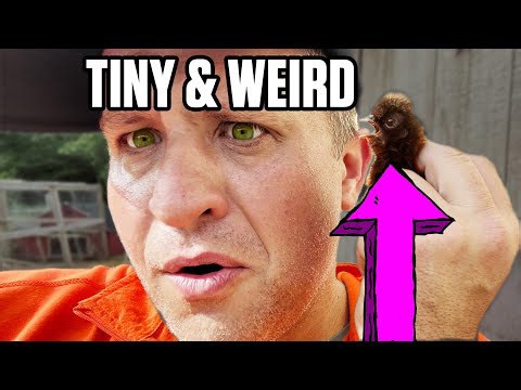 Hatching impossibly small chickens on Vermont family farm