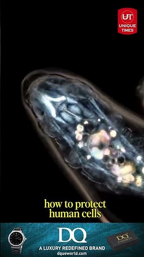 Meet the Water Bear: The Animal That Can Survive Space