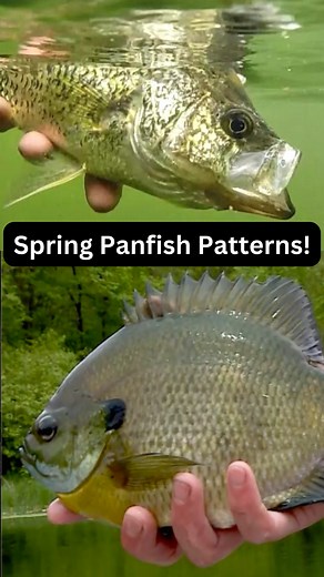 NEW AnglingBuzz TV: Spring Panfish Patterns! (tap the link below) https://anglingbuzz.com/2023/05/03/anglingbuzz-spring-panfish-patterns/ | AnglingBuzz