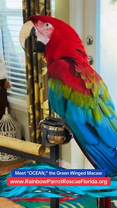 WELCOME, #OCEAN, to, @rainbowparrotrescueflorida .!! 🌊 We are so excited to have this gorgeous, #GINORMOUS, #MAGNIFICENT, #GreenWingedMacaw here at our #parrotrescue & #parrotsanctuary. This guy has definitely been through “something,” but we are surely going to be working with him, & we can’t wait to see his progress! … So, stay tuned right here to www.rainbowparrotrescudflorida.org for all kinds of information on events, & surrendering, volunteering, & more, & of course, to follow ALL of Ocea