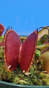 Giant Spider VS. Venus Fly Traps #shorts #reels #reelsvideo #reelsviral #viral #fyp #trend #trendingreels #trending #plant #carnivorousplant #insect #nature #naturephotography | Carnivorous Plants