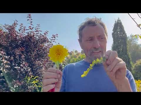 How to Rake Gravel and Some Nice Plants