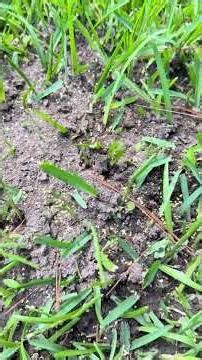 Fire Ants boiling out of the ground?!?! #checkitout #fireantpros