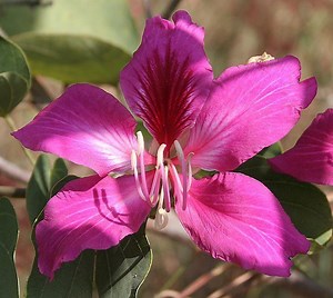 Bauhinia - Alchetron, The Free Social Encyclopedia