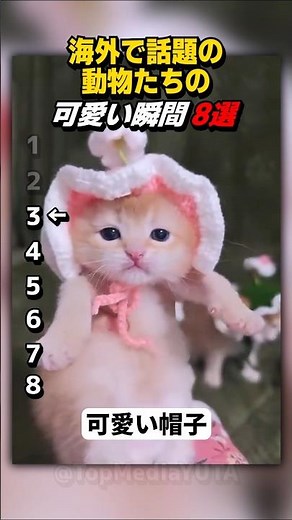 もう可愛すぎて限界ｗ帽子を被った子猫や、テレビを鑑賞するネコが衝撃の可愛さ！【Part69】 #shorts