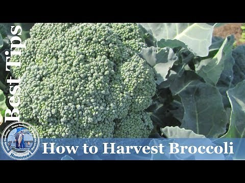 How to Harvest Broccoli : Best Tips