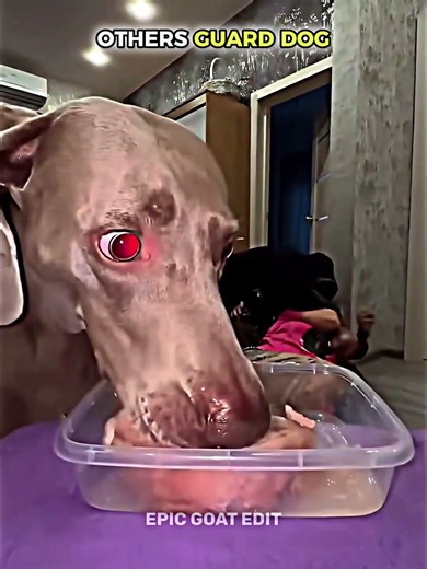 Other Dog Protection VS Last One