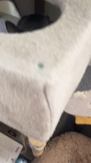 The baby of the family. 🥹 we love you Baby Dahlia! | Amanda Flower