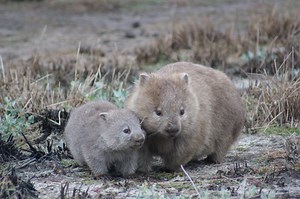 Why Wombats Poop Cubes