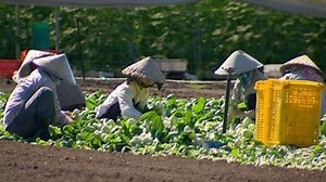 Asian Greens - Gardening Australia