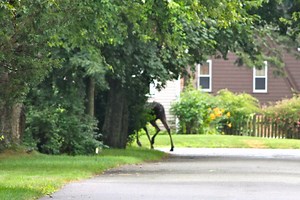 Black Bear Sighted Near Newton/Needham Line