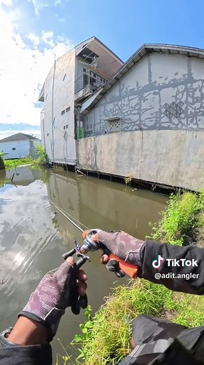 Mancing Casting Gabus: Tips Umpan & Perlengkapan Terbaik