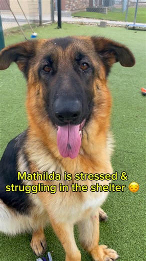 5/5/25 UPDATE: Mathilda has been adopted 🎉. Huge thanks to the adopter and all who shared this post! 5/2/25 UPDATE: Mathilda is dog friendly! 🎉 Mathilda is stressed & struggling in the shelter 😔. She's a sweet and friendly girl recently met another dog and did great We think she may be a wonderful match for a home with another dog, given a proper introduction. But the stress of shelter life is wearing on her and she's on the Urgent List 💔. Could you be the one to save her? 🚨 Adopt or foster