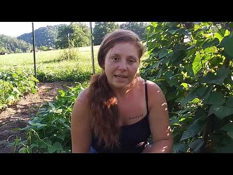 Trellising our half runner green beans