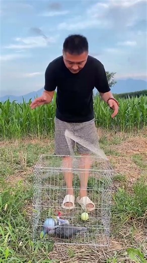 🔥 Ultimate Pigeon Cage Trap 🪤🕊️ | Easy DIY Bird Catching Trick 🌿 #pigeon #trap
