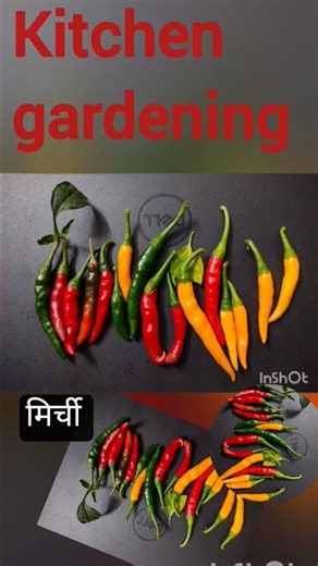 I Grew many Varieties of Chili Peppers in My Kitchen Garden
