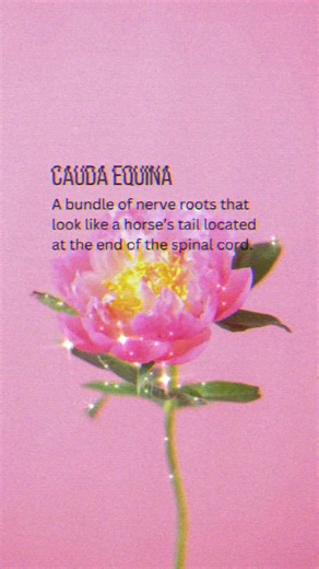 blooming open, like a spring bud. *Reuploaded with minor edits to the text format. #mlpinfection #mlpinfectionau #mlp #mylittlepony