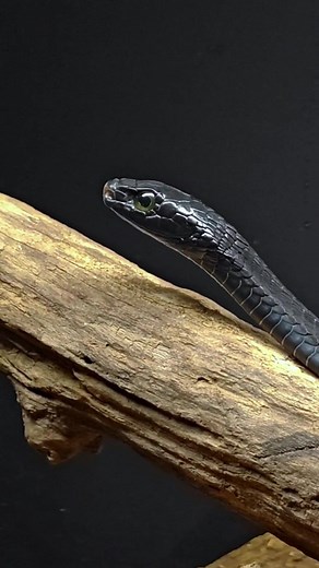 Meet Mr. Boomslang: Africa's Most Venomous Snake in his New Enclosure