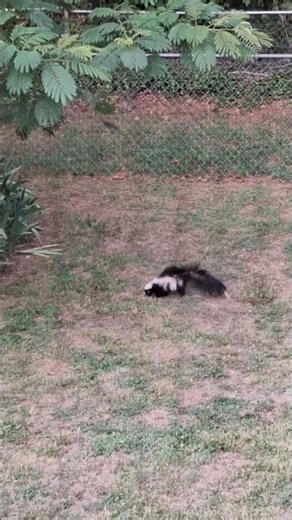 Part Two of Strange sounds. Pepè Le Pew. #wildlife #Skunk #naturelovers