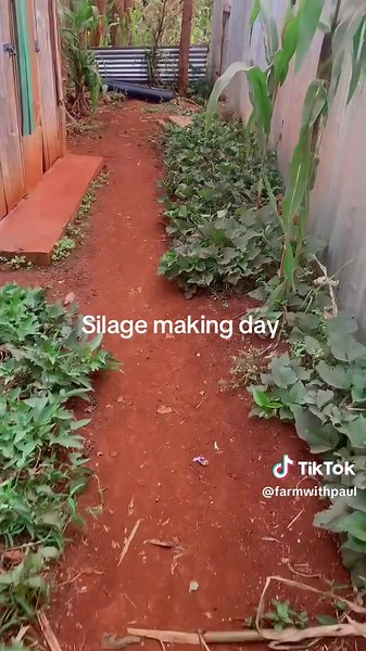 Silage Making for Farmers: Daily Routine in Kenya