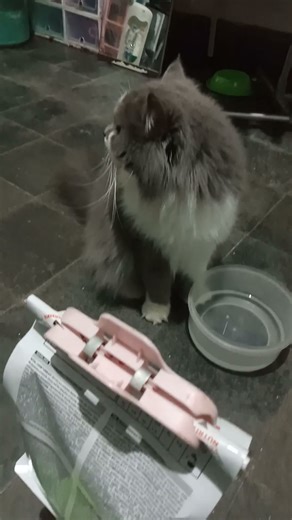 Are you always embarrassed to look at the camera, sis?