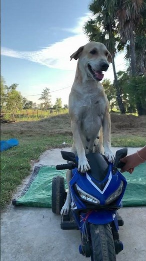 My Dog Can Ride a Motorcycle! 🐶🏍️ | Funny Dog Short Video | Amazing Pet Talent. #animals
