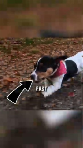 5 Small Dogs That Run Shockingly Fast 💨🐕 #facts #animalfacts #wildlife #shorts