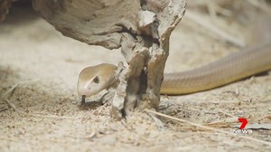 3.3K views · 15 reactions | Australia Zoo reptile keepers are warning residents to keep an eye out for venomous snakes as the weather warms up. With snakes on the move, they're advising if you're bitten to wrap the bite with a bandage and call triple zero. www.7NEWS.com.au #7NEWS | 7NEWS Sunshine Coast | Facebook