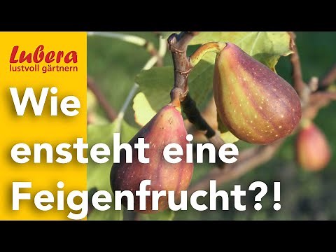 Fruit formation in figs: How does a fig fruit develop?!