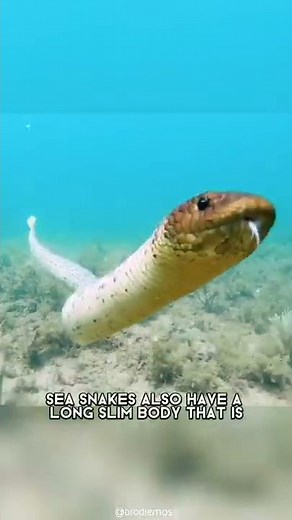 Sea Snake 🐍 One Of The Most Dangerous Ocean Creatures In The World #shorts