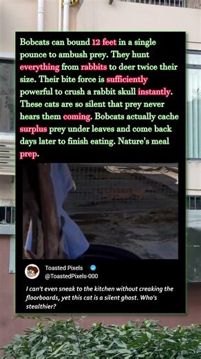 Why This Silent Cat Can JUMP 12 Feet! 😼 #Nature #Wildlife #Animals