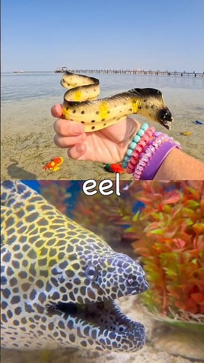 Sea Animal Names for Babies Kids to Learn: Eel Crab Whale Shark Stingray Turtle