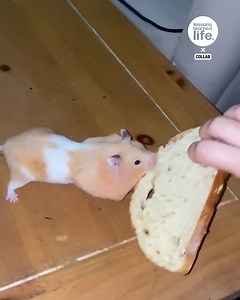 Hamster Tries To Steal Garlic Bread | Lessons Learned In Life