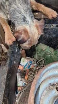 An interesting clip that shows the terriers to locate a rat living within engine bay #norfolk #puppy