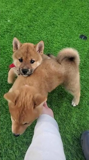 【癒し】撫でられるのを待っている子犬 撫でられた時の表情が可愛すぎる #柴犬 #柴犬ブリーダー