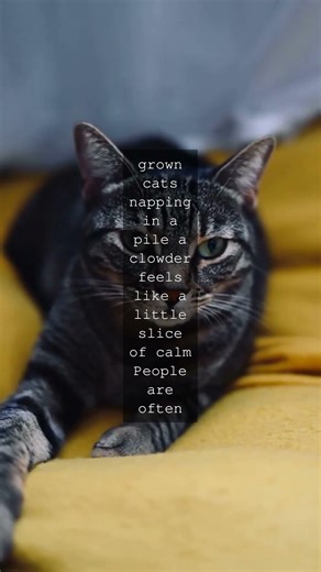 The Secret Life of Clowders A group of cats is called a clowdera term as cozy as the...