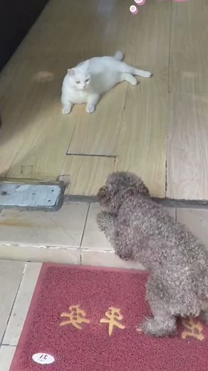 This cat is so fierce. dogs are afraid.#cat #fyp #foryou #catsoftiktok