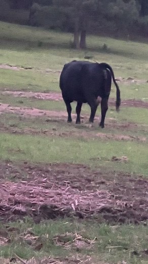 Whippoorwill and moos 😁 only thought we were having an easy Friday night. #newlife #baby #calf #cattle #fridaynight | The Dam Farm