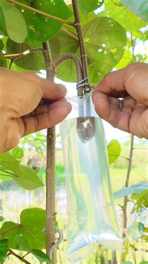 easy technique for propagating plants using water media🪴#gardening #plants #shorts #usa