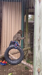 Leo has gained about a pound a week since arriving at Black Pine Animal Sanctuary. He is adjusting and growing more confident and gaining strength as he acclimates to his new habitat. | Black Pine Animal Sanctuary