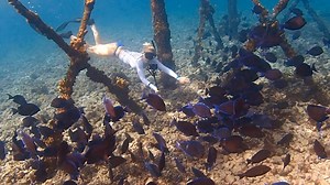 48K views · 688 shares | FUN ... diving in The Florida Keys & Key West!!! | Scuba Diver Girls | Facebook