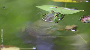 WASHINGTON, UNITED STATES - Jul 18, 2021: A closeup view of a frog floating in a pond in 4K