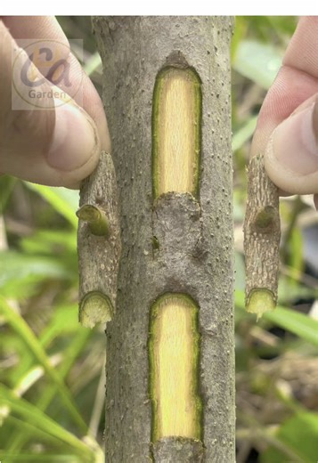 Mastering Fruit Tree Grafting Techniques: Chip Budding
