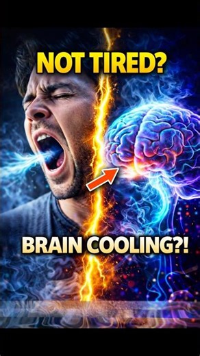 Why Do We Yawn? Tiredness or Brain Cooling?