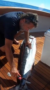 How to Clean and Fillet a Striped Marlin! - Part 3 Join “Your Saltwater Guide” today with 400 howto videos showing and teaching you the ways of Saltwater Fishing including an active fishing community posting fish reports for Southern California every day on my mobile app! Join in on the action! Your Saltwater Guide App Available Now on the App Store & Google Play Store! Your Saltwater Guide is Sponsored by Promar & Ahi USA. #marlin #marlinfishing #stripedmarlin #filletingfish #fishfillet #sportf