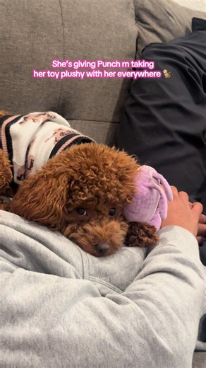 Adorable Punch the Cuddle Bug Poodle