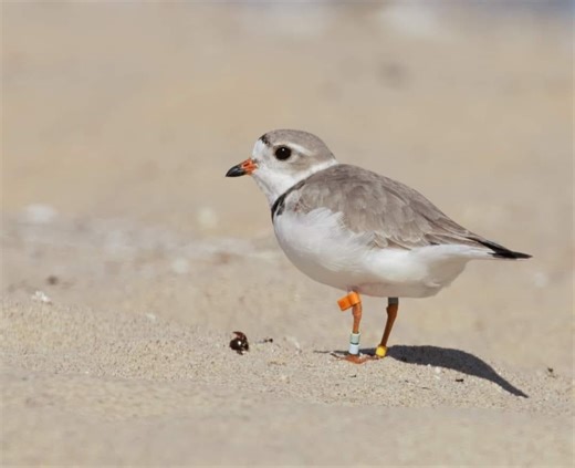 Oldest Great Lakes piping plover returns to Sleeping Bear Dunes
